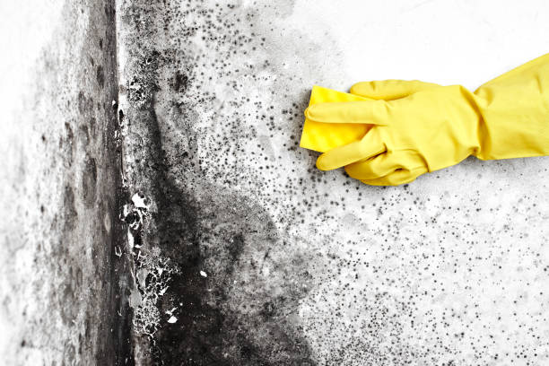Mold Removal for HVAC Installations in Pioneer Village, KY