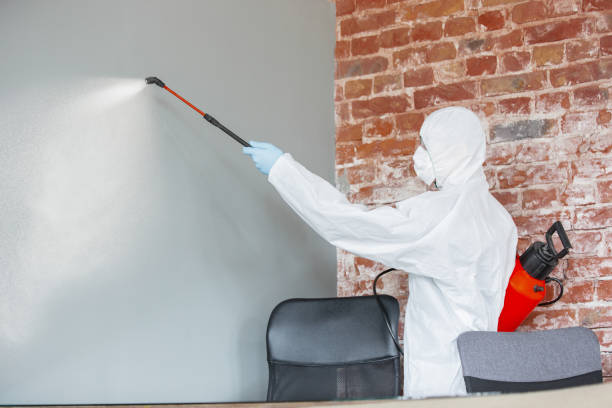 Best Basement Mold Removal  in Pioneer Village, KY